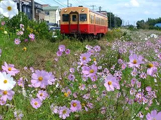 秋桜（コスモス）と小湊鉄道 （千葉県市原…
