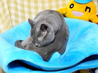 復活のスライム！