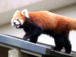 千葉市動物公園 202609 35