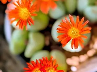 コノフィツムの花が可愛いこの時期は見逃せ…