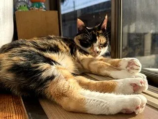 穏やかな週末💞至福の出窓猫