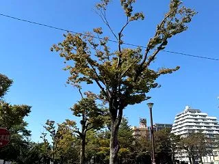 ★昨日は気持ちが良いお天気でしたね〜