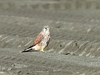 チョウゲンボウ♂