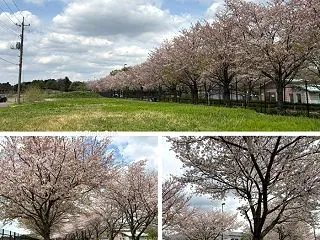 JAXAの一般見学に行ってみた・・春に開…