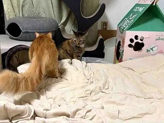 しっぽが本体猫 20261019