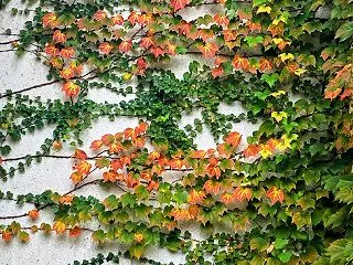 蔦 の 紅葉が始まりました 