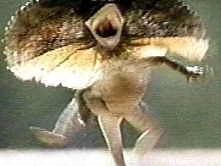 未確認生物が発見されたのか！？