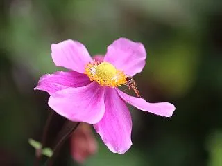 シュウメイギク