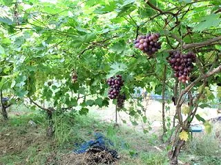 今週の〇〇の日／10月20日はHello…