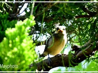 初夏の幼鳥の思い出１