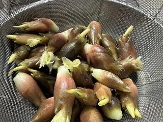 農家から「みょうが」をいただいたので男料…