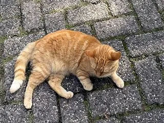 オランダで暮らす娘。親元を離れて身につく…