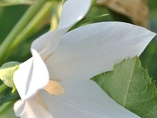 神無月 10月19日の誕生日の花と花言葉