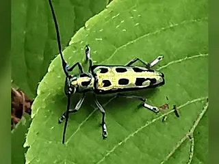 超メタリックな輝きの昆虫を発見！