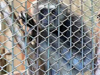 那須ワールドモンキパーク 01 ワウワウ…