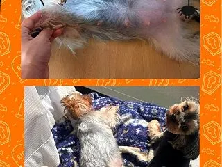 のほほ～ん妊婦ちゃん