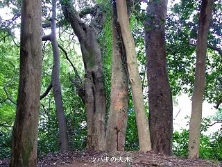 大木戸八幡神社