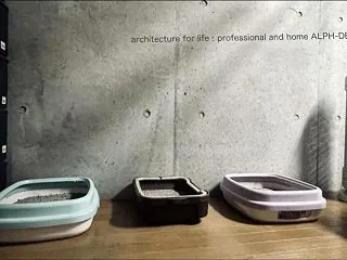 ネコ達のスペース
