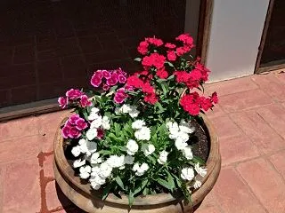 【マラウイ暮らし】落ち込んでも必ず代替案…