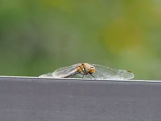 暇で いっしょの時
