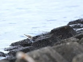 海にもトウネン２羽
