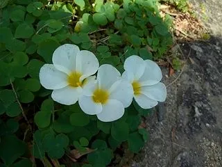 白い花