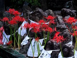 彼岸花咲く光景2026 千本ゑんま堂