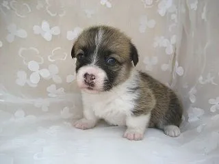 ペットと動物の資格講座4選！ おすすめの…