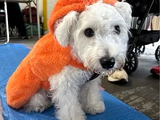 朝霞譲渡会通信です。🐶💓🐶皆様有り難うご…