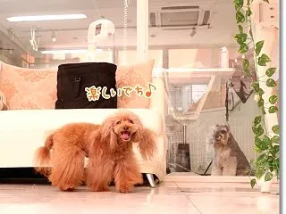 大好きなトリミングでパワーチャージしまし…