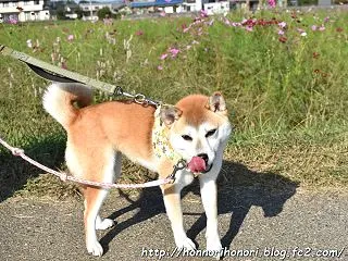 早過ぎたコスモス畑。 - 菰野町田光 -