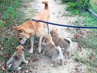 リキ父さんにあいさつ