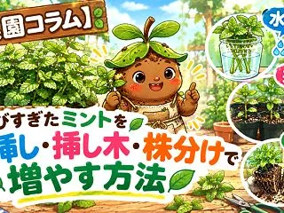 【菜園コラム】伸びすぎたミントを水挿し・…