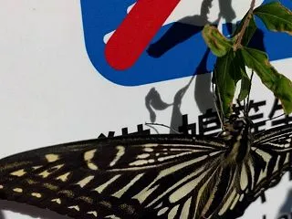 四国八十八ヶ所巡り♥同行二人／どうぎょう…