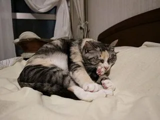 るりこちゃんってやっぱり…