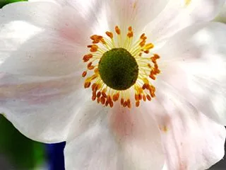 テーブルフォト 秋明菊