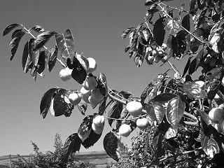 Monochrome_112