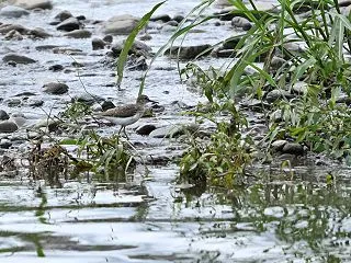 多摩川増水中～鳥少なし