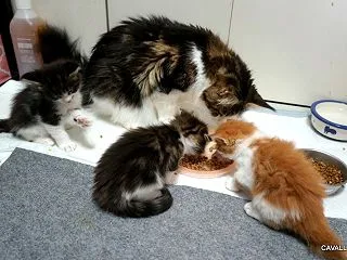 もりもり・・・・・・子猫通信♪