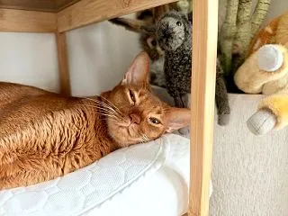 珍しく、お寝坊なひめちゃん