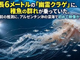 全長6メートルの「幽霊クラゲ」に、稚魚の…