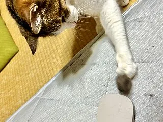 梅吉はコレ好き〜？