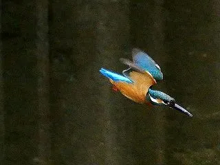 堀の若鳥