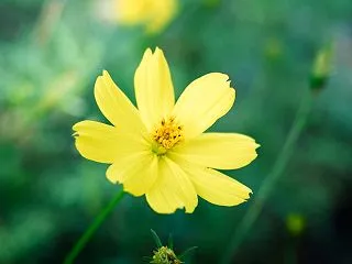 １０月の花 その２０ キバナコスモス