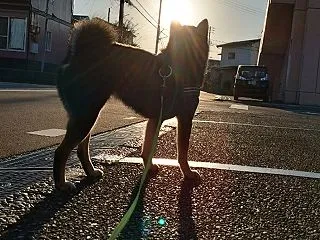 ドッグランへ