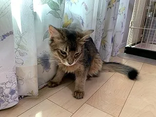 金策に走る母、パート2の続編