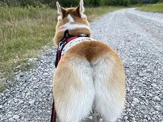 ぎっくり腰