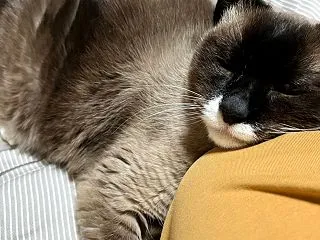 飼い主の足枕は快適らしい