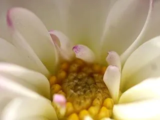 ダリア