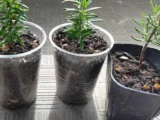 植物と子守り